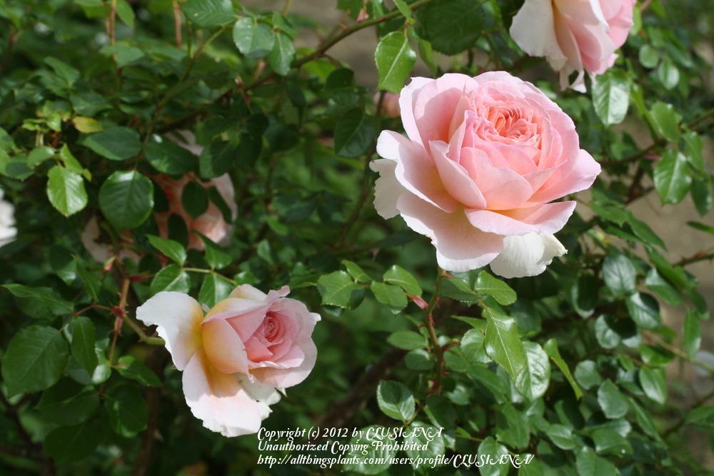 Photo of Rose (Rosa 'Abraham Darby') uploaded by CLUSIANA