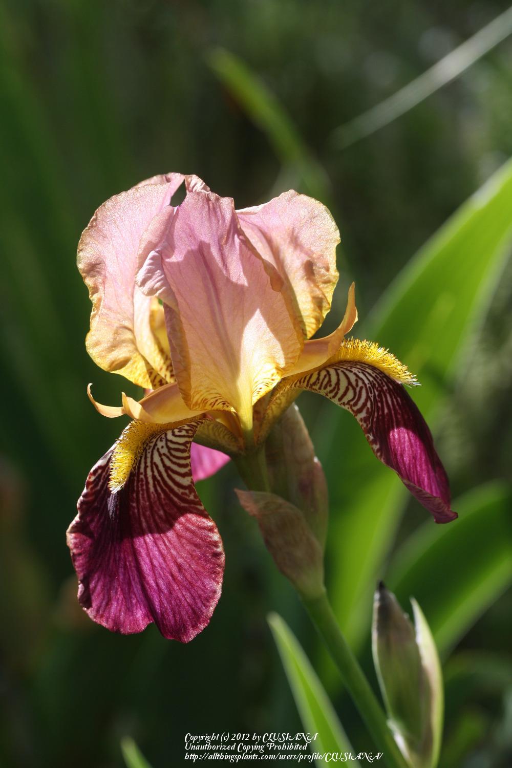 Photo of Tall Bearded Iris (Iris 'Jacquesiana') uploaded by CLUSIANA