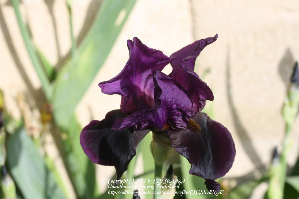 Photo of Tall Bearded Iris (Iris 'Black Swan') uploaded by CLUSIANA