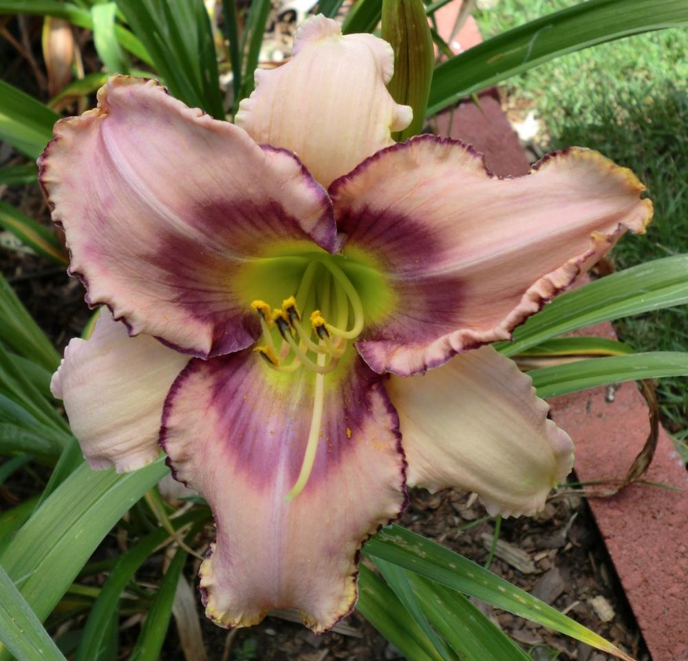 Photo of Daylily (Hemerocallis 'Blue in the Face') uploaded by Ditchlily