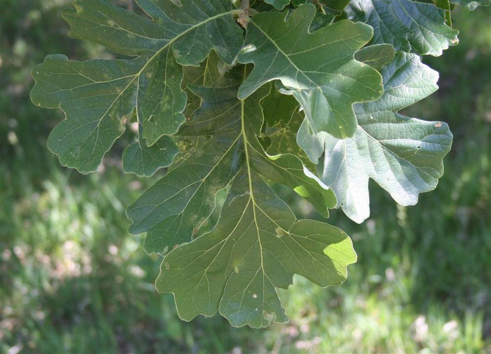 Photo of Bur Oak (Quercus macrocarpa) uploaded by KentPfeiffer