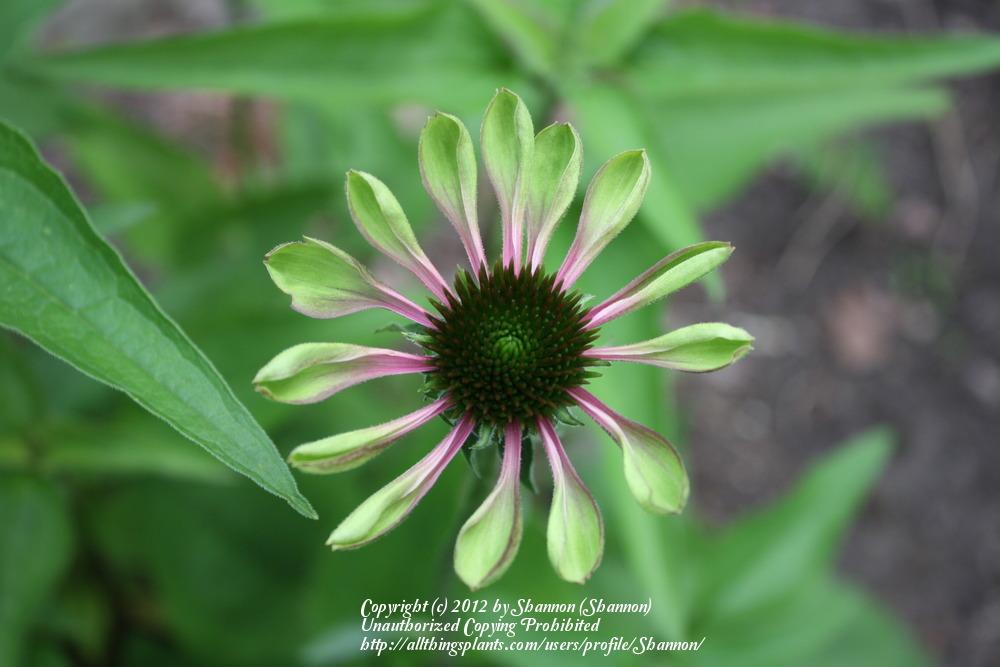 Photo of Coneflower (Echinacea purpurea 'Green Envy') uploaded by Shannon