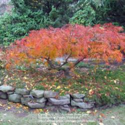 Location: z6a MA, My Garden
Date: 2010-10-29
Autumn. A. palmatum var. dissectum.
