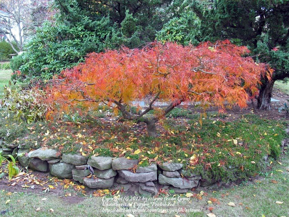 Photo of Japanese Maple (Acer palmatum 'Dissectum') uploaded by eclayne