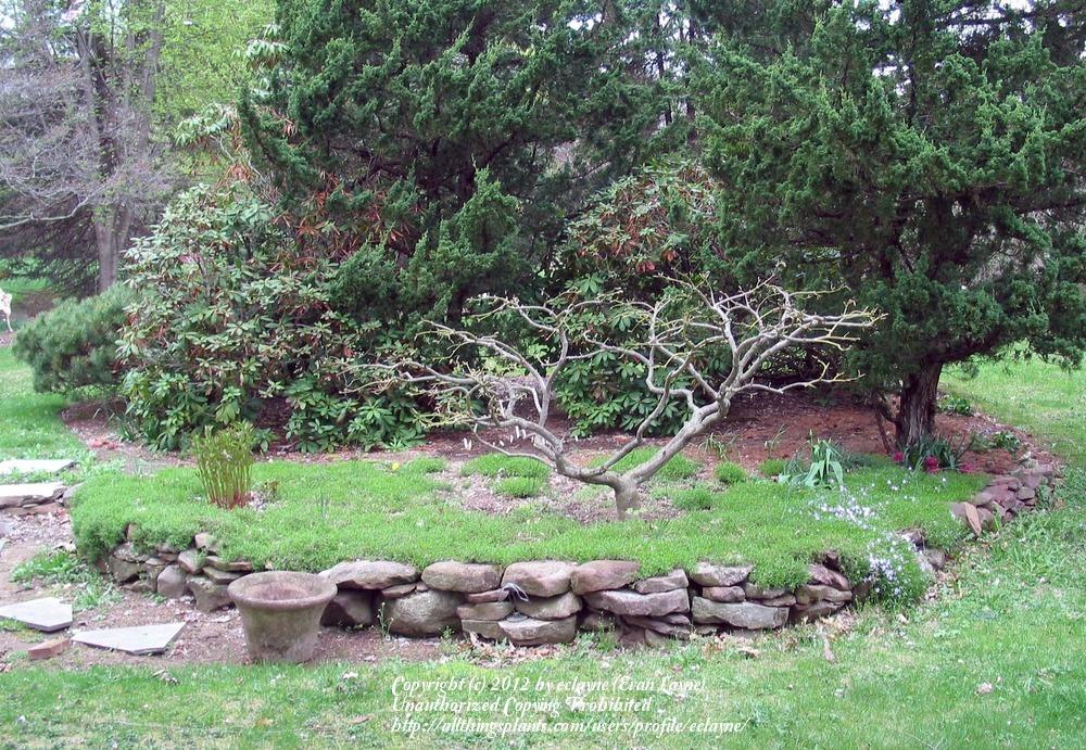 Photo of Japanese Maple (Acer palmatum 'Dissectum') uploaded by eclayne