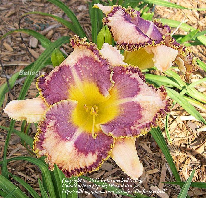 Photo of Daylily (Hemerocallis 'Vision's Voice') uploaded by farmerbell