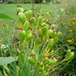 Location: Indiana  Zone 5
Date: 2012-06-02
pods forming