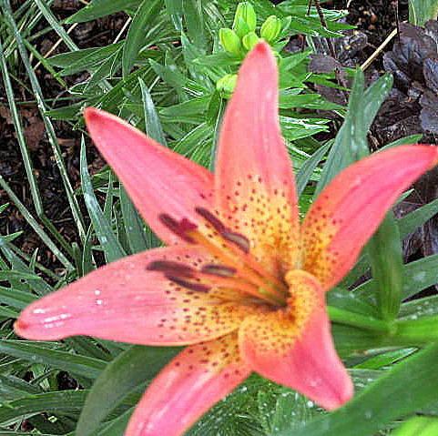 Photo of Lily (Lilium 'Starven') uploaded by ge1836