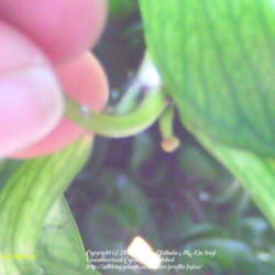 
Date: 2012-05-20
this is the beginning of my H.polyneura developing a peduncle.The