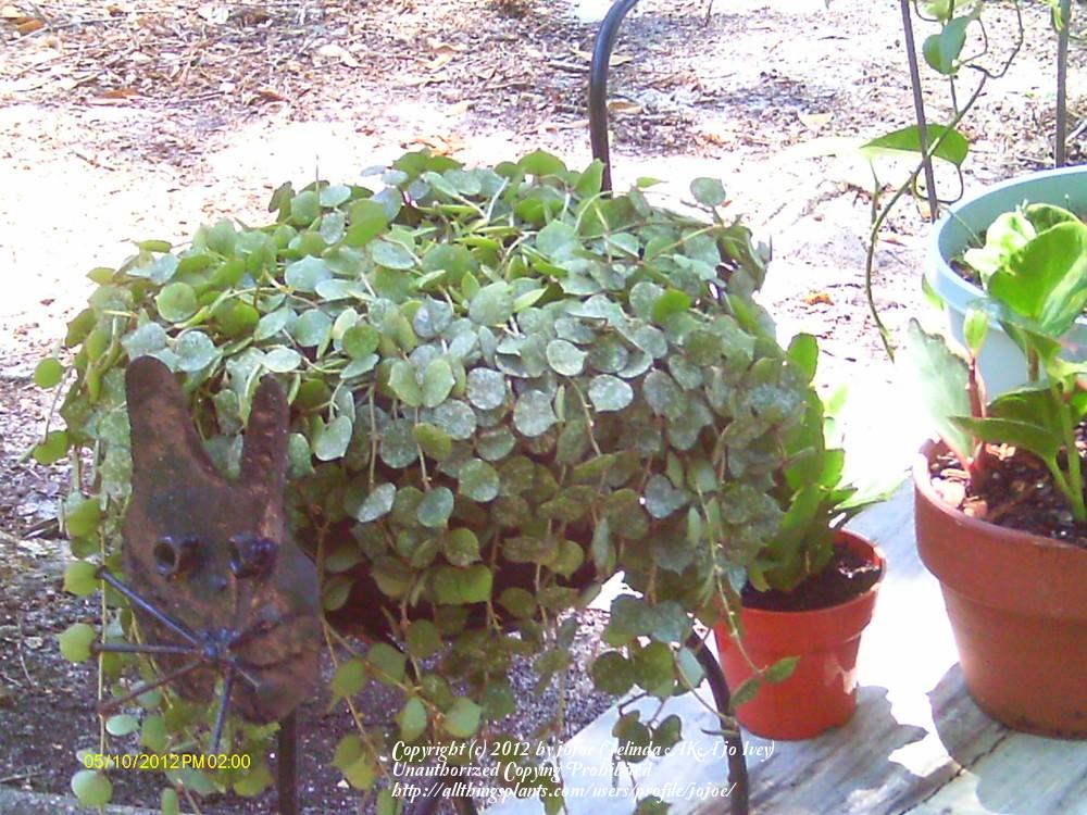 Photo of Wax Plant (Hoya curtisii) uploaded by jojoe
