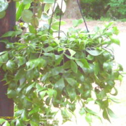 
Date: 2012-05-07
plant hanging outside.It gets sun and shade as the sun moves it's