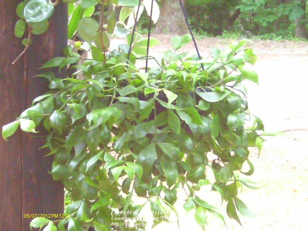 Photo of Fish Tail Hoya (Hoya polyneura) uploaded by jojoe