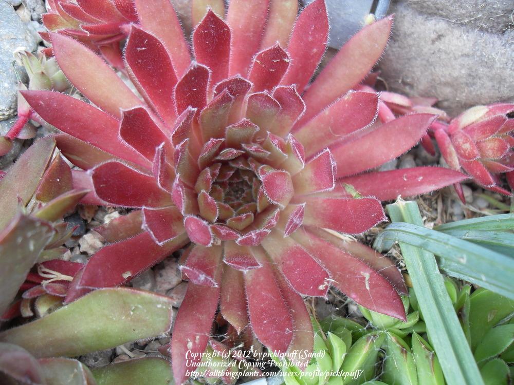 Photo of Hen and Chicks (Sempervivum 'Pacific Charm') uploaded by picklepuff