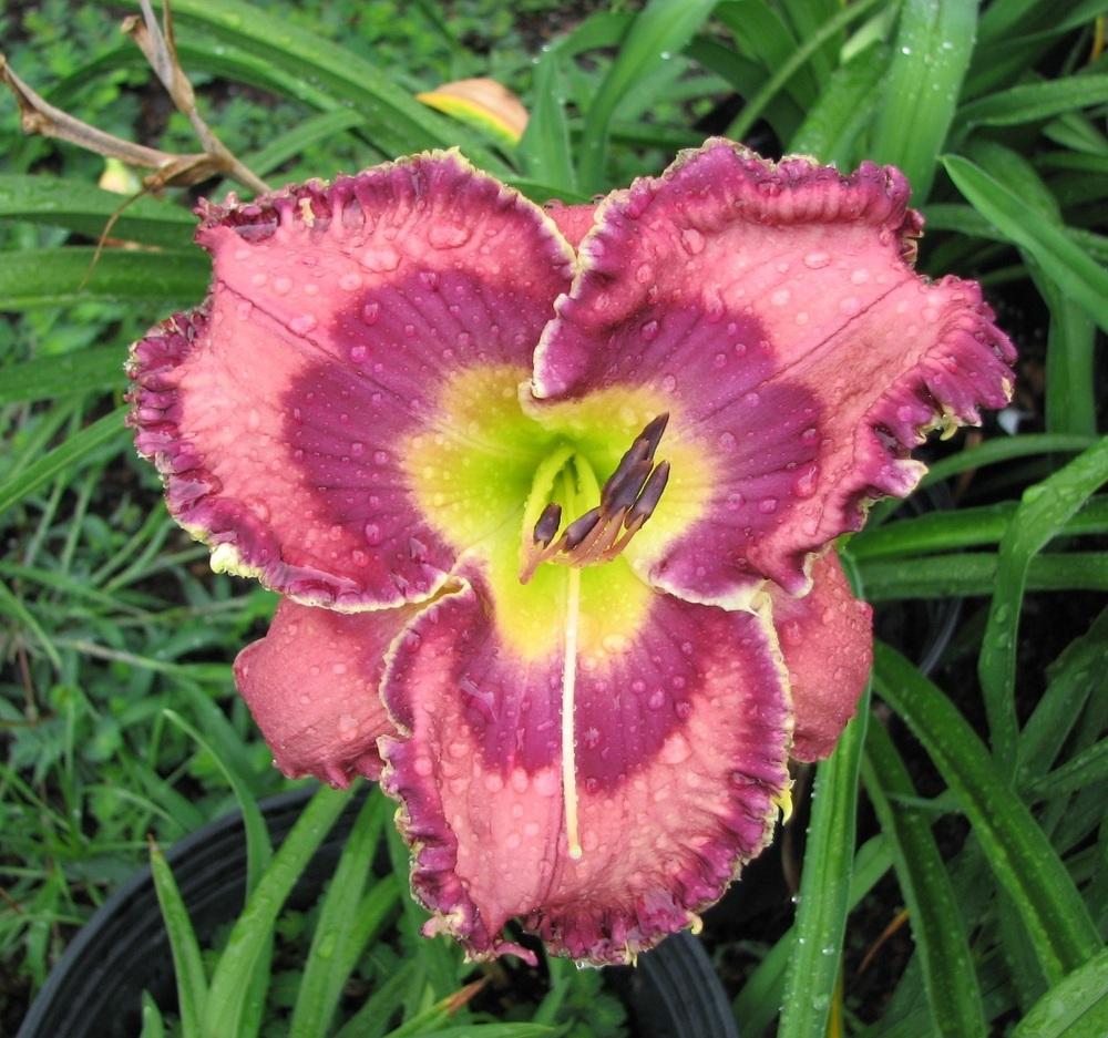 Photo of Daylily (Hemerocallis 'God Save the Queen') uploaded by tink3472