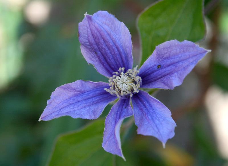 Photo of Clematis 'Arabella' uploaded by Calif_Sue
