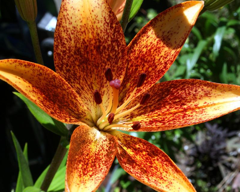 Photo of Lily (Lilium 'Funny Girl') uploaded by Calif_Sue