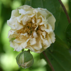 Location: In my garden
Date: 2012-06-02
Very fragrant!