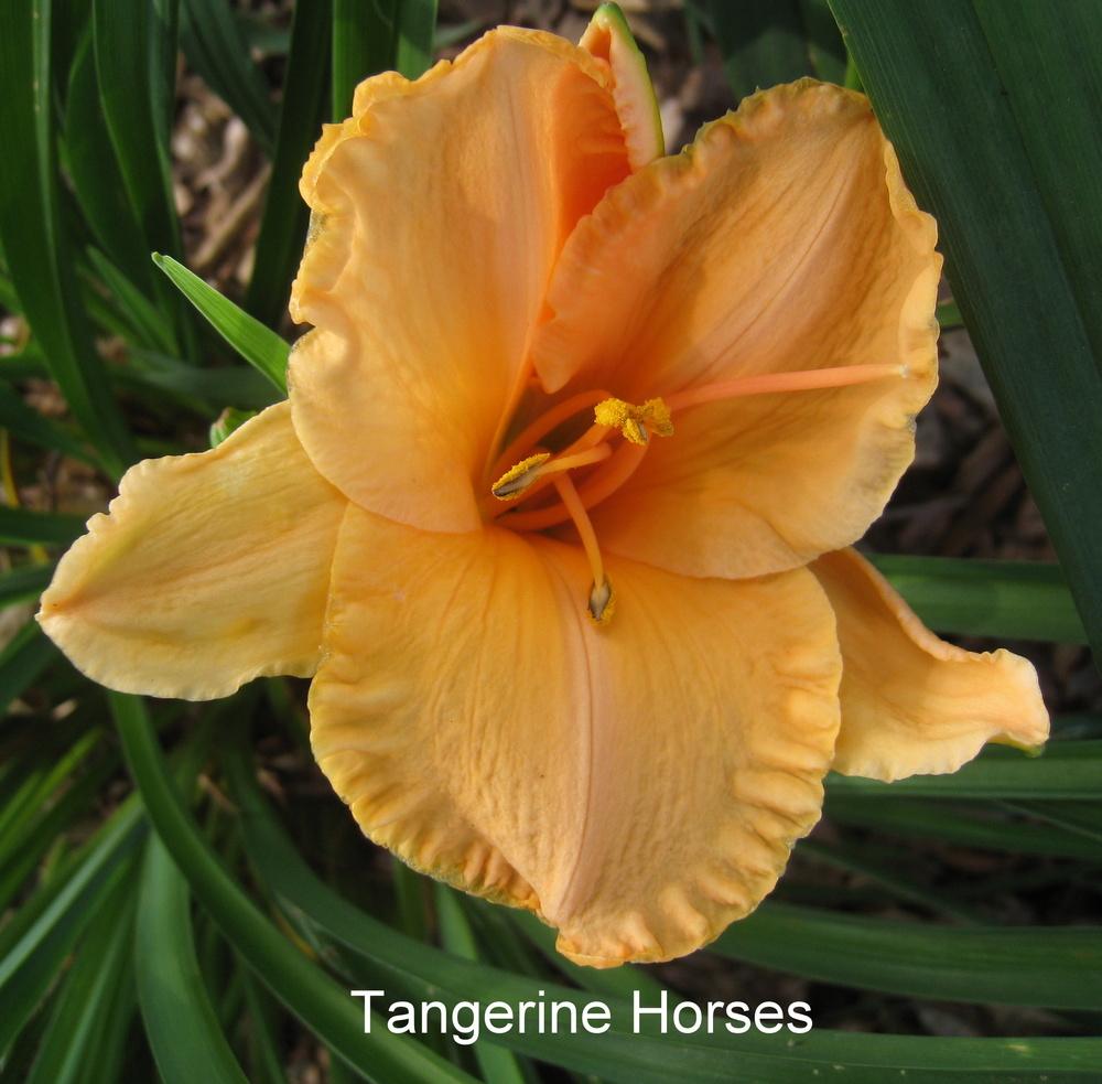 Photo of Daylily (Hemerocallis 'Tangerine Horses') uploaded by Hemophobic