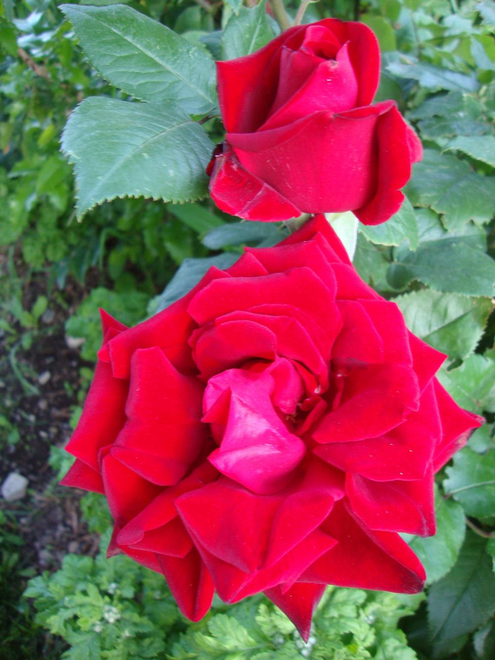 Photo of Rose (Rosa 'Ingrid Bergman') uploaded by Paul2032