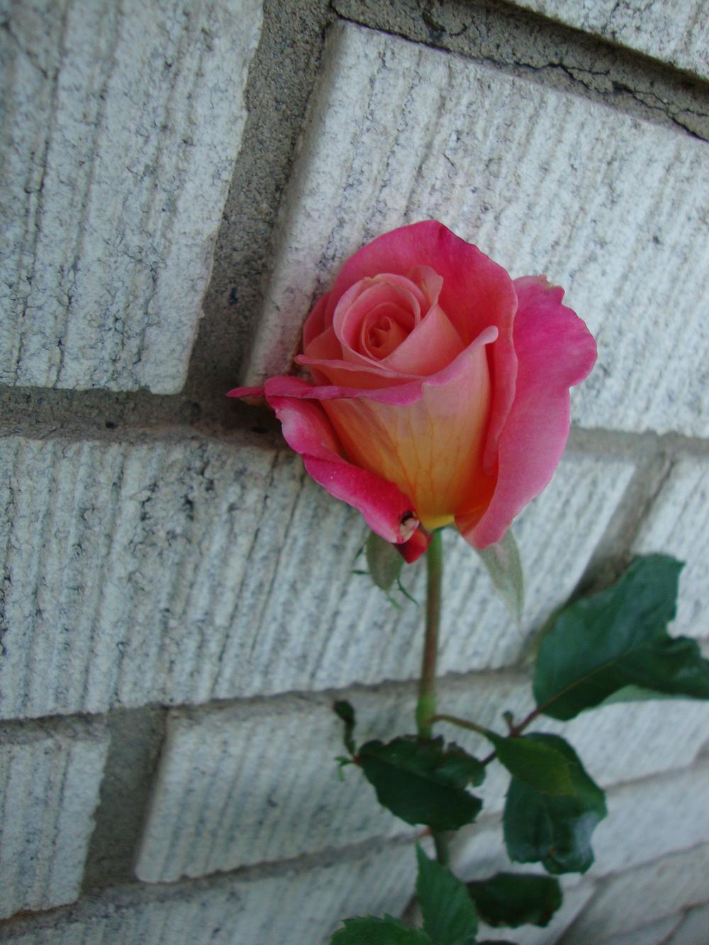 Photo of Rose (Rosa 'Granada') uploaded by Paul2032