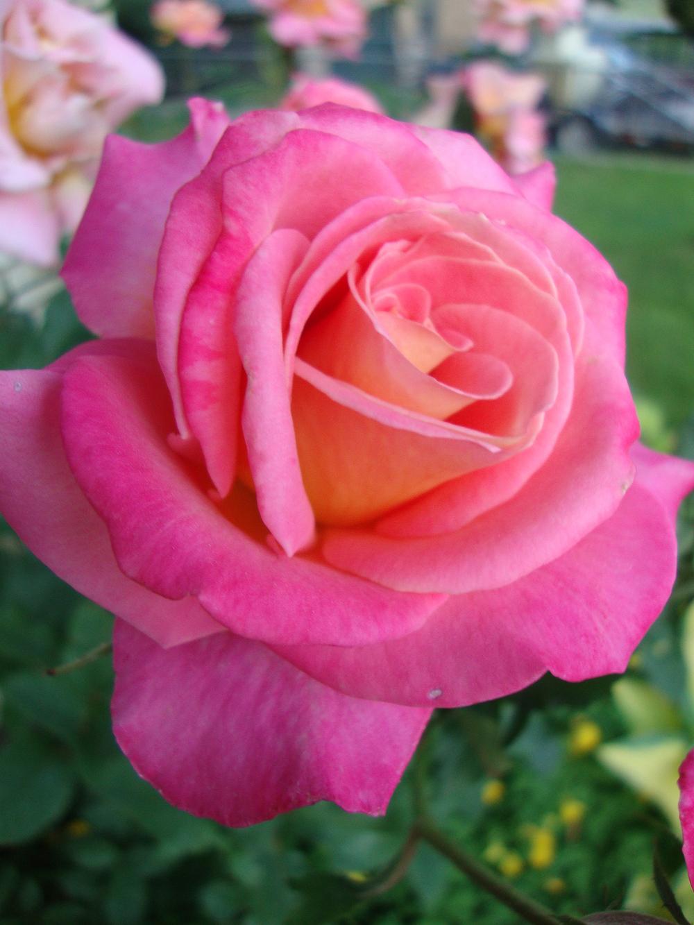 Photo of Rose (Rosa 'Granada') uploaded by Paul2032