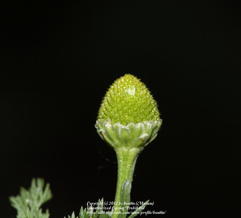Photo of Pineapple Weed (Matricaria discoidea) uploaded by bonitin