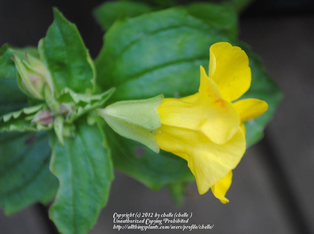 Photo of Creek Monkeyflower (Erythranthe guttata) uploaded by chelle