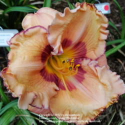 Location: Wilmington, DE
Date: 2012-06-03
2nd bloom open in trial bed.