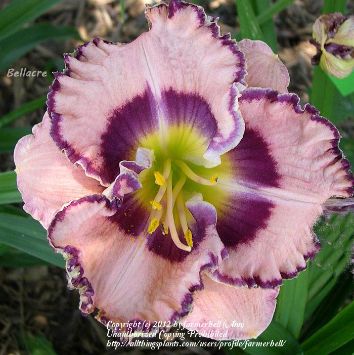 Photo of Daylily (Hemerocallis 'Over the Mountain') uploaded by farmerbell