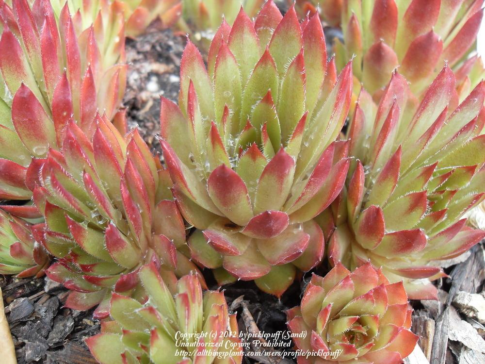 Photo of Hen and Chicks (Sempervivum 'Lilac Queen') uploaded by picklepuff