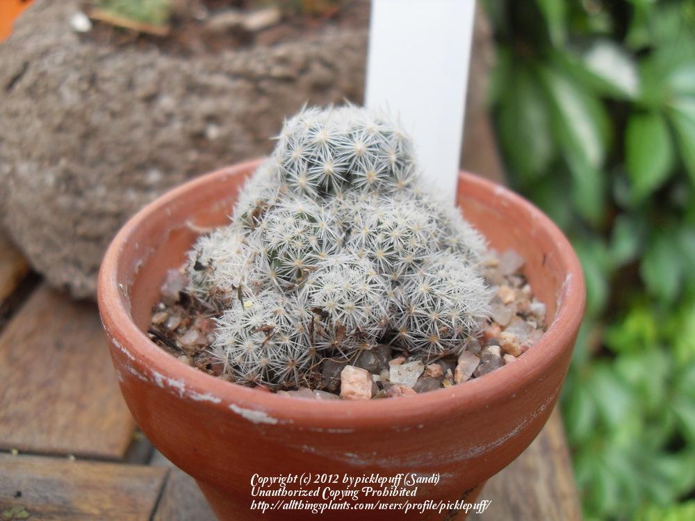 Photo of Silver-Lace Cob Cactus (Pelecyphora sneedii subsp. sneedii) uploaded by picklepuff