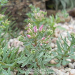 Location: Zone 5
Date: 2012-06-03
Source: Timberline Gardens   Arvada, CO