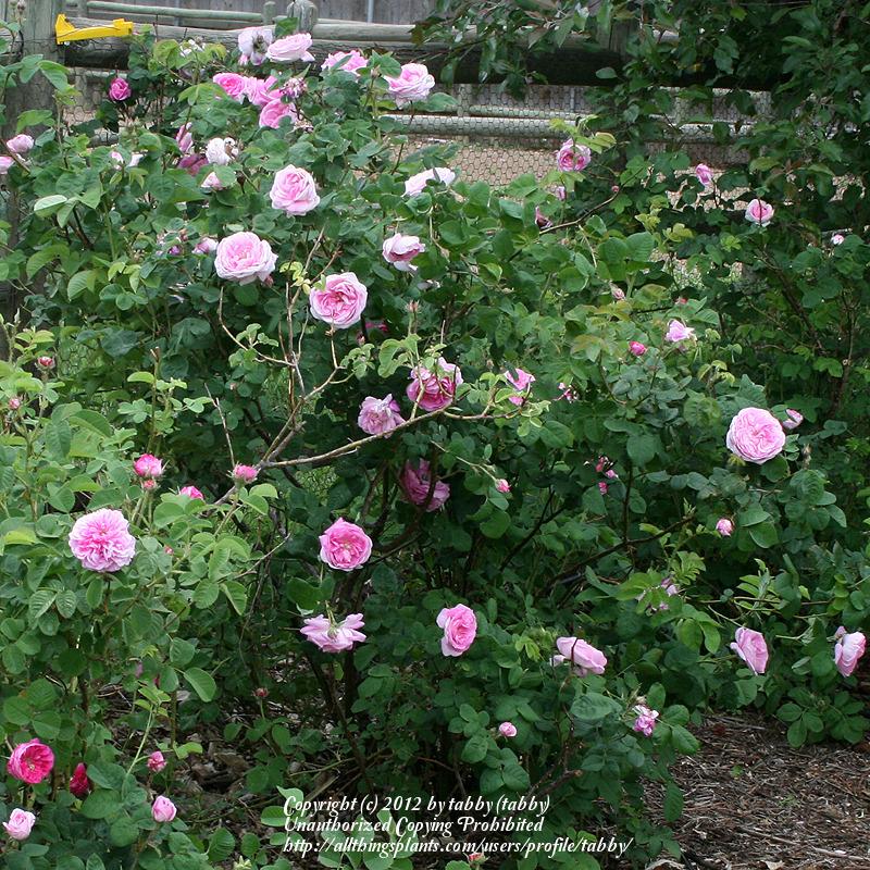 Photo of Rose (Rosa 'Banshee') uploaded by tabby
