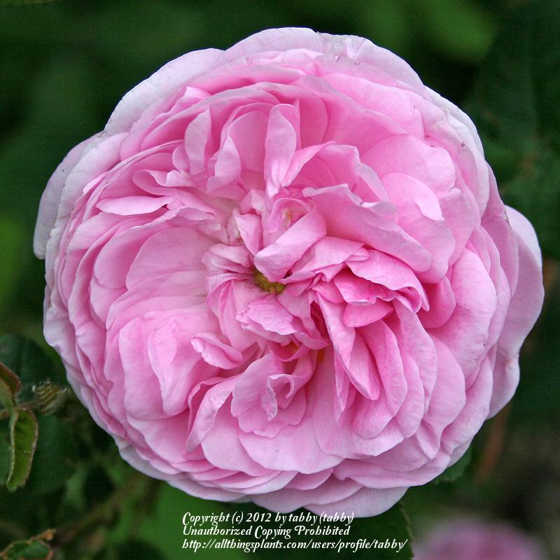 Photo of Rose (Rosa 'Banshee') uploaded by tabby