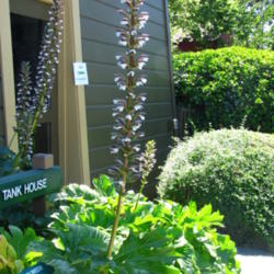 Location: At the Winchester House Gardens - San Jose, CA
Date: 2012-06-02
Acanthus Mollis grown on the Winchester Gardens