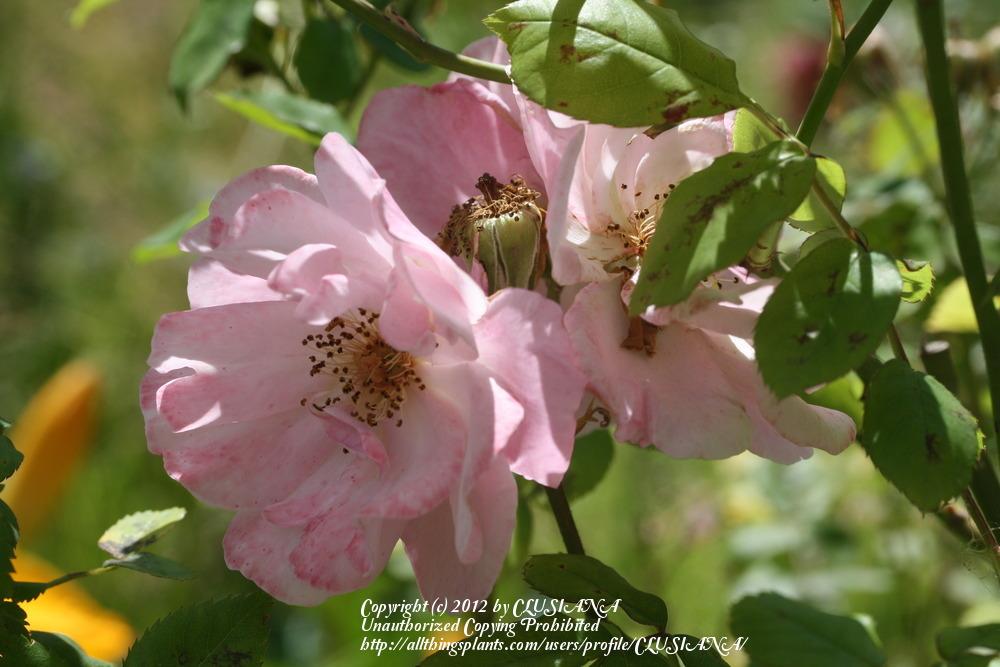 Photo of Rose (Rosa 'Clair Matin') uploaded by CLUSIANA