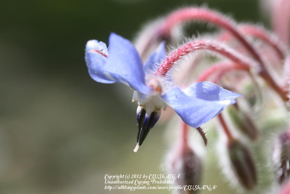 Photo of Borage (Borago officinalis) uploaded by CLUSIANA