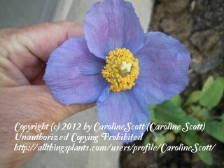 Photo of Himalayan blue poppy (Meconopsis betonicifolia) uploaded by CarolineScott