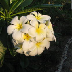 Location: Southwest Florida
Date: June 2012
The classic Plumeria which is found all over the Hawai'ian island