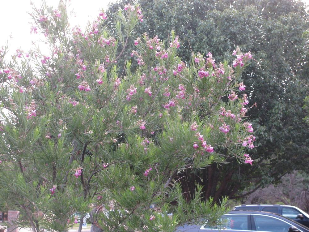 Photo of Desert Willow (Chilopsis linearis) uploaded by Dutchlady1