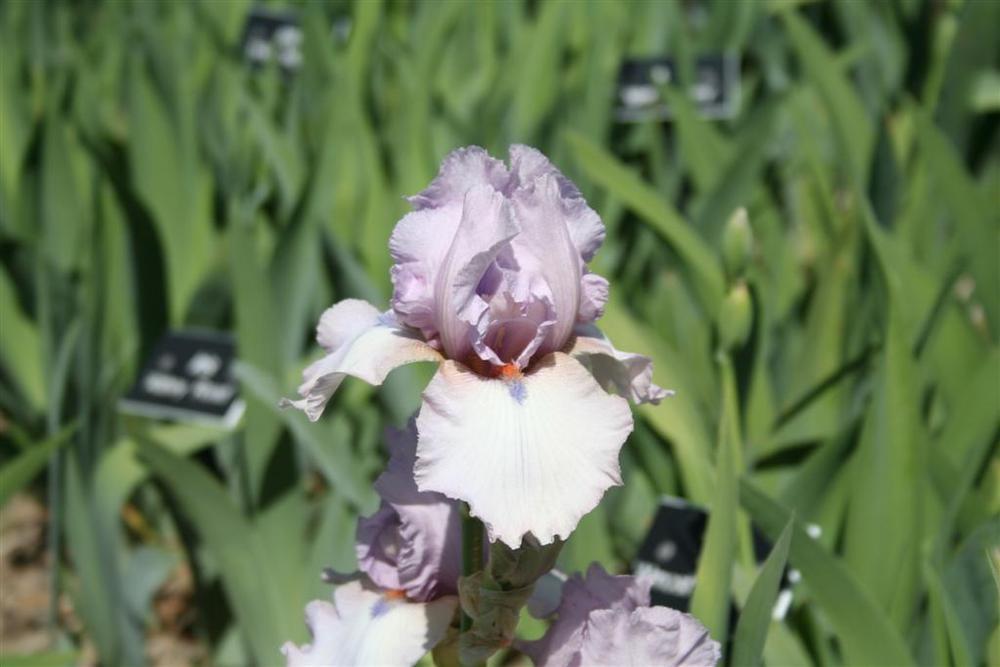 Photo of Tall Bearded Iris (Iris 'Almost Heaven') uploaded by KentPfeiffer