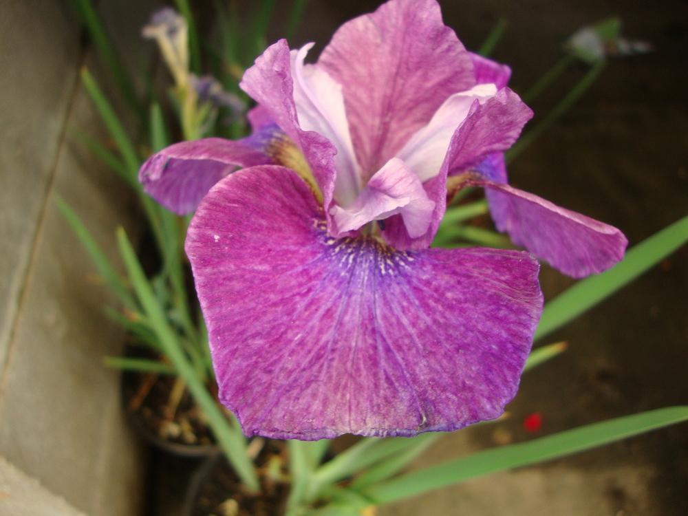 Photo of Siberian Iris (Iris 'Roaring Jelly') uploaded by Paul2032