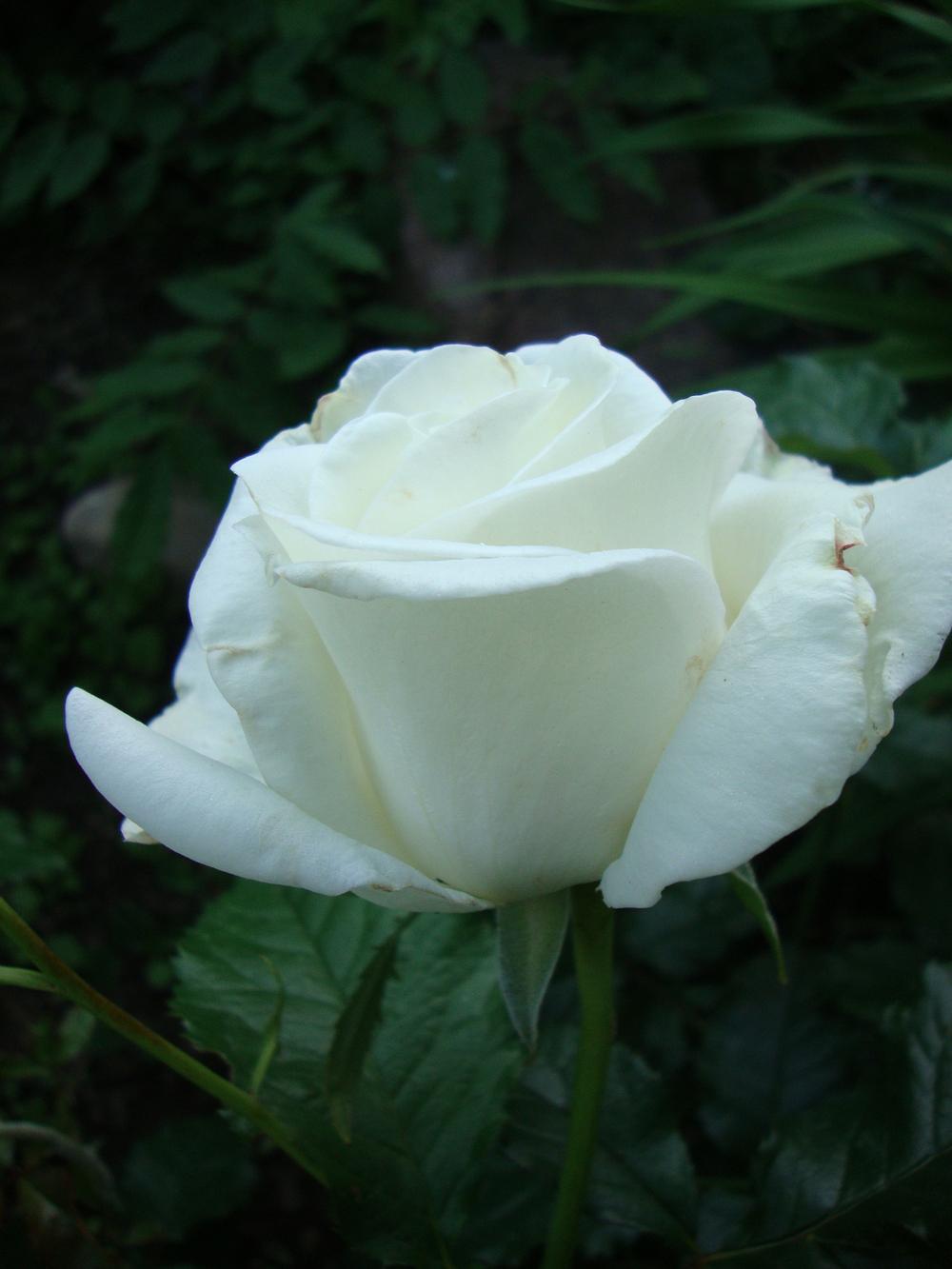Photo of Rose (Rosa 'Crystalline') uploaded by Paul2032