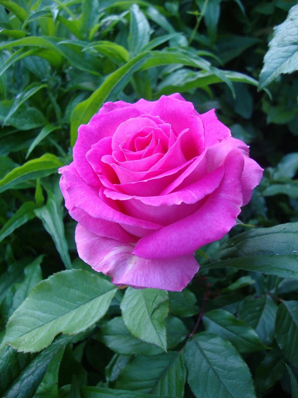 Photo of Rose (Rosa 'Crowd Pleaser') uploaded by Paul2032