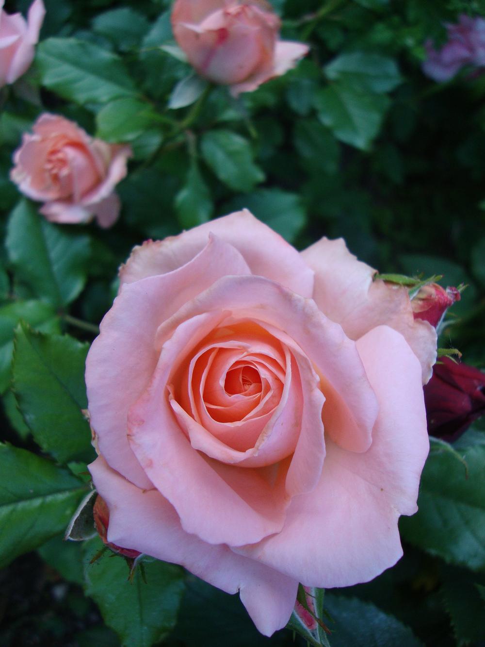 Photo of Rose (Rosa 'Bill Warriner') uploaded by Paul2032