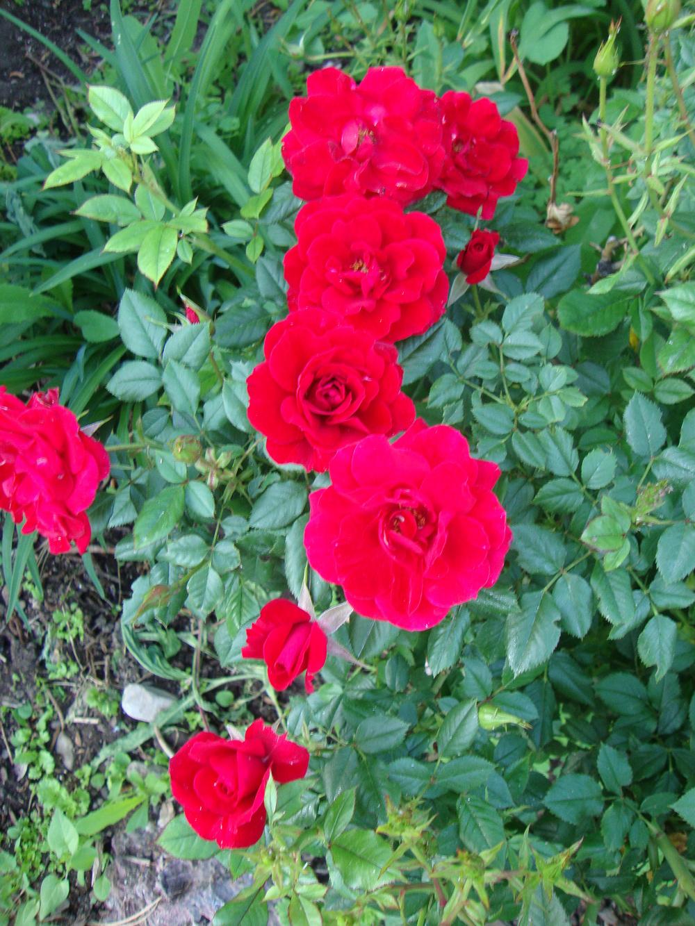 Photo of Rose (Rosa 'Ruby Ruby') uploaded by Paul2032