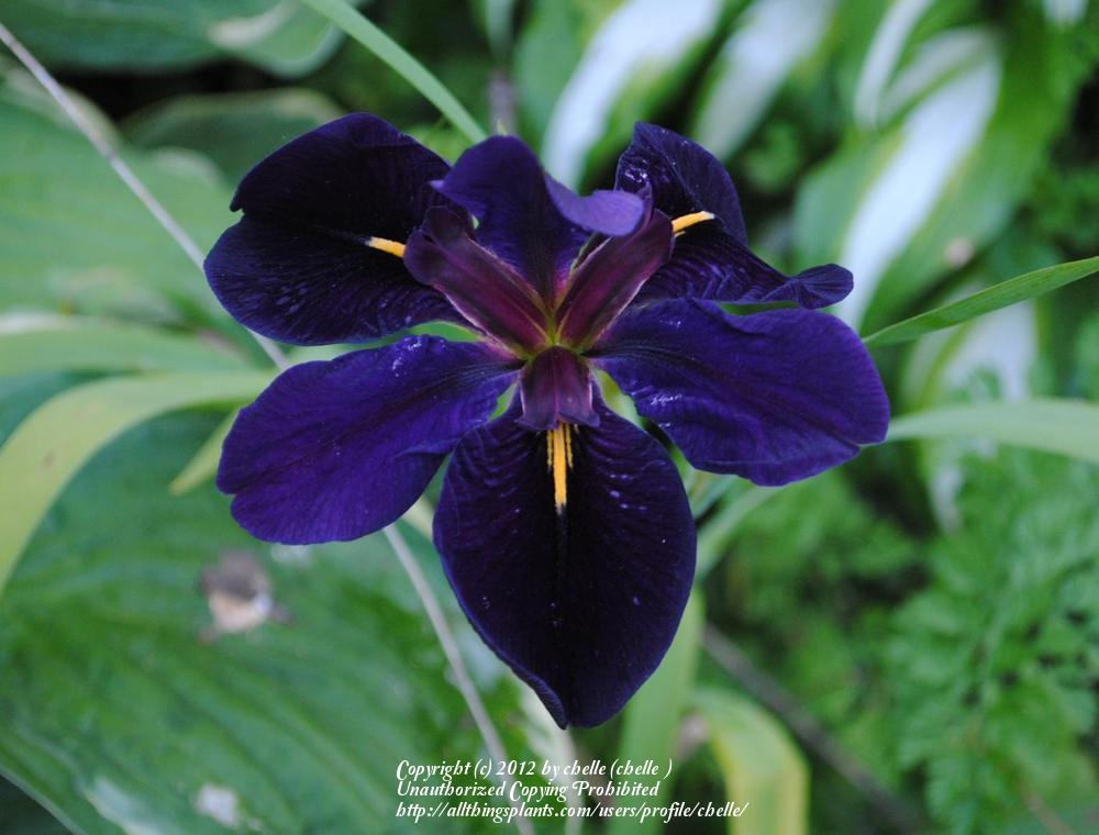 Photo of Louisiana Iris (Iris 'Black Gamecock') uploaded by chelle