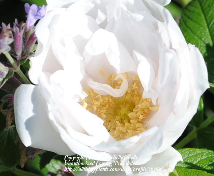 Photo of Rose (Rosa 'Mont Blanc') uploaded by chelle