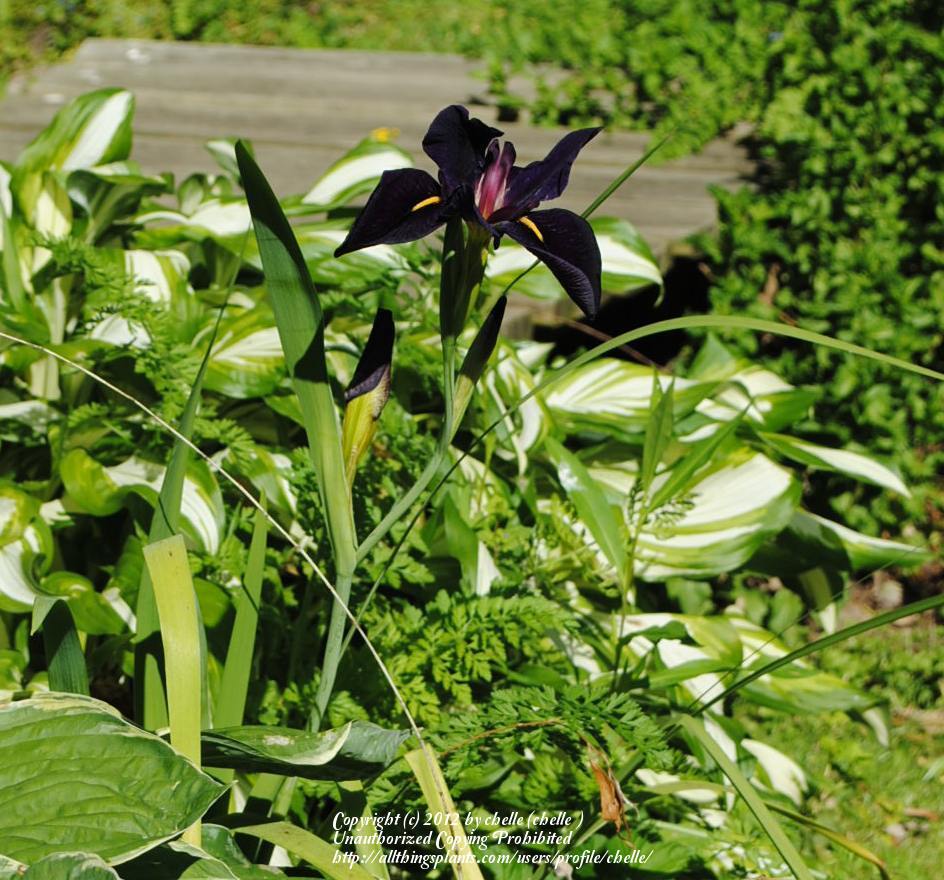Photo of Louisiana Iris (Iris 'Black Gamecock') uploaded by chelle