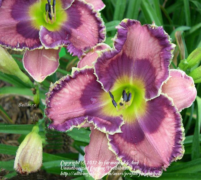 Photo of Daylily (Hemerocallis 'God Save the Queen') uploaded by farmerbell